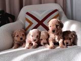 Maltipoo bebeklerim