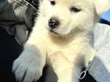 Beyaz Japon Akita Yavrularımız
