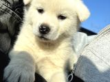 Beyaz Japon Akita Yavrularımız