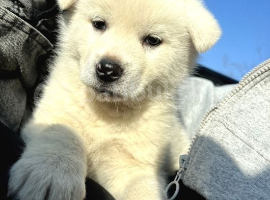 Beyaz Japon Akita Yavrularımız görsel