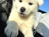Beyaz Japon Akita Yavrularımız