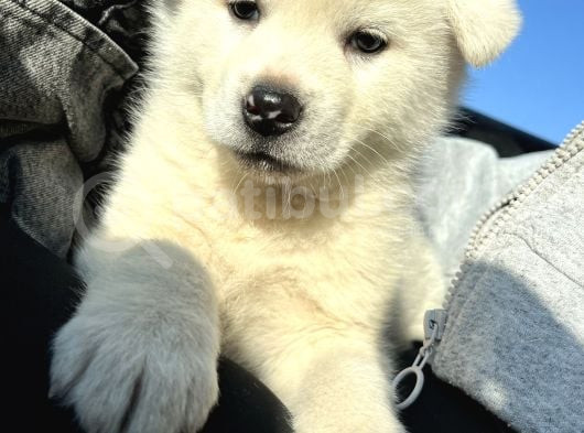 Beyaz Japon Akita Yavrularımız görsel