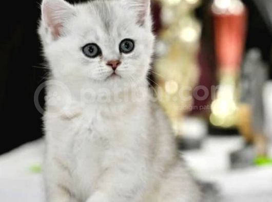 Muhteşem Çizgileriyle Silver Ns24 British Shorthair görsel