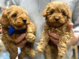 Uygun Toy Poodle Yavrular