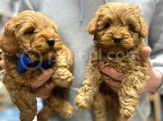 Uygun Toy Poodle Yavrular görsel