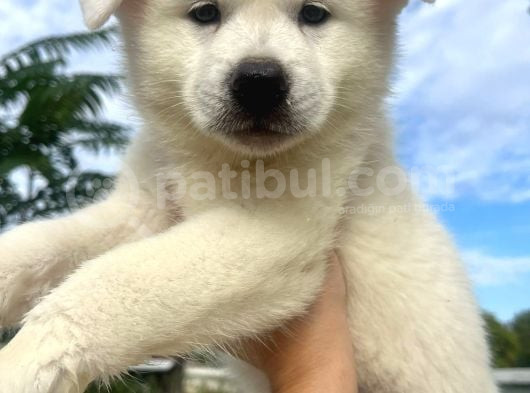 Beyaz Japon Akita Yavrularımız görsel
