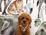 Kore Poodle Yavrular