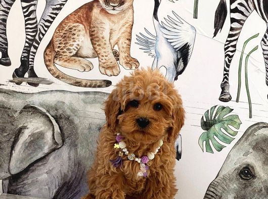 Kore Poodle Yavrular görsel