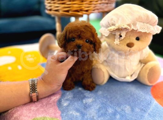 Kore Poodle 2 Ki̇loyu Geçmez görsel