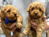 Red braw kıpkırmızı ev üretimi TOOY POODLE