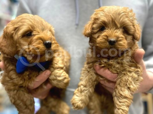 Red Braw Kıpkırmızı Ev Üretimi Tooy Poodle