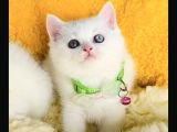 Nadir ve özel oddeyes brıtısh shorthair