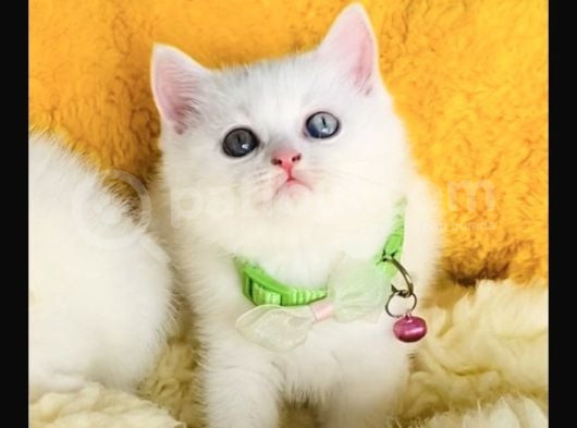 Nadir Ve Özel Oddeyes Brıtısh Shorthair