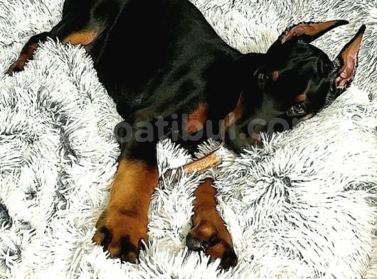 Düşmanlara Saf Sıkıntı Veren Doberman Yavruları görsel