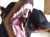 Düşmanlara Saf Sıkıntı Veren Doberman Yavruları