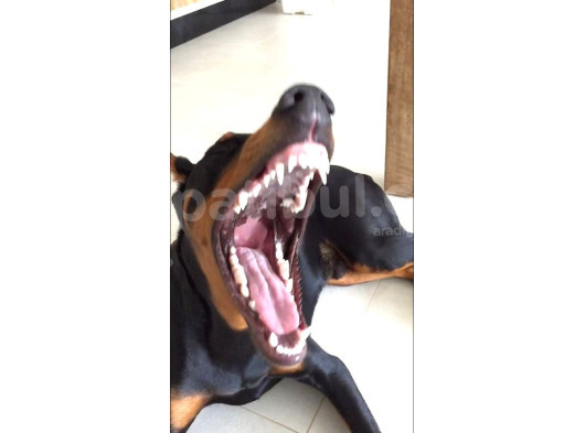Düşmanlara Saf Sıkıntı Veren Doberman Yavruları görsel