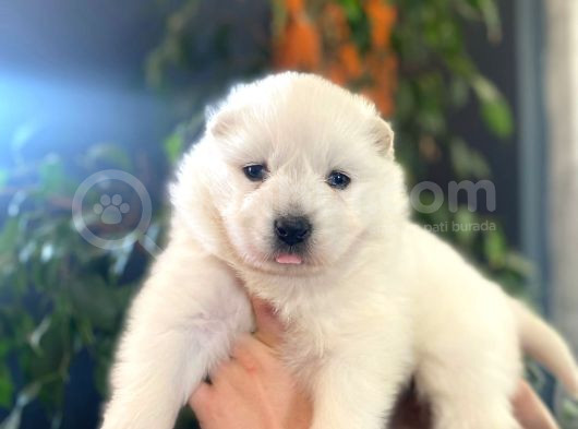 Kar Beyazi Samoyed görsel