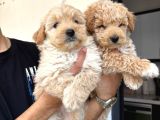 Sevimli Maltipoo Bebeklerimiz