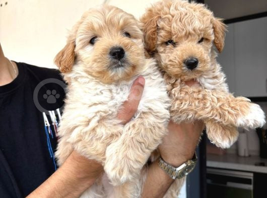 Sevimli Maltipoo Bebeklerimiz görsel