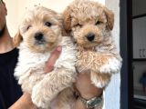 Sevimli Maltipoo bebeklerimiz
