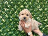 Sevimli Maltipoo Bebeklerimiz