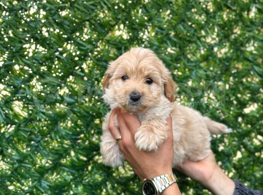 Sevimli Maltipoo Bebeklerimiz görsel