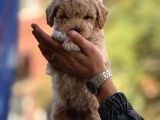Sevimli Maltipoo Bebeklerimiz