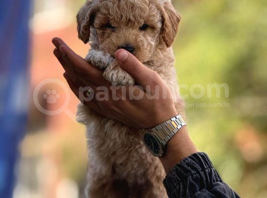 Sevimli Maltipoo Bebeklerimiz görsel