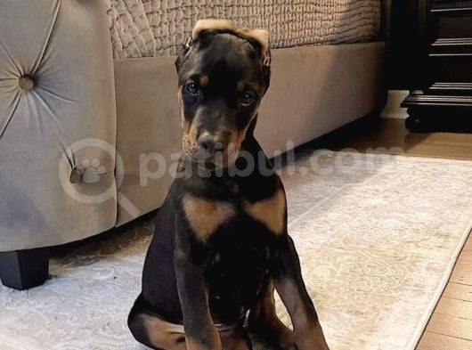 Düşmanlara saf sıkıntı veren DOBERMAN yavruları