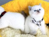 Kalite Sevenlere Özel Bluepoınt Brıtısh Shorthair