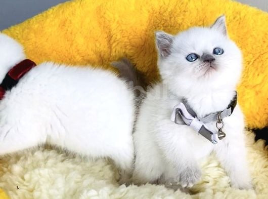 Kalite Sevenlere Özel Bluepoınt Brıtısh Shorthair görsel
