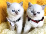 Kalite sevenlere özel bluepoınt brıtısh shorthair