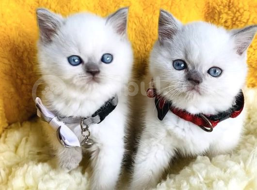 Kalite Sevenlere Özel Bluepoınt Brıtısh Shorthair