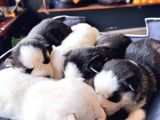 En İyi̇si̇ni̇ Arayana Husky Yavrularimiz