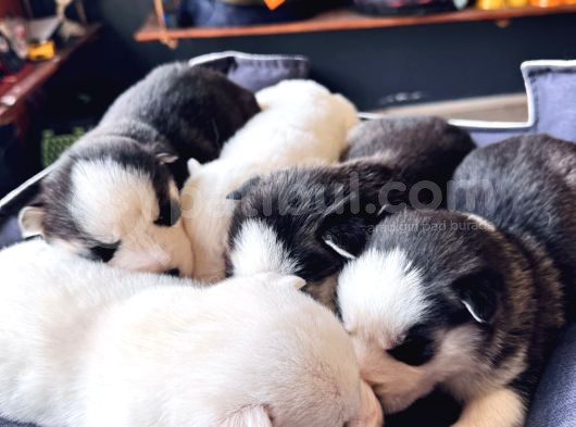 En İyi̇si̇ni̇ Arayana Husky Yavrularimiz görsel