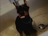Düşmanlara Saf Sıkıntı Veren Doberman Yavruları