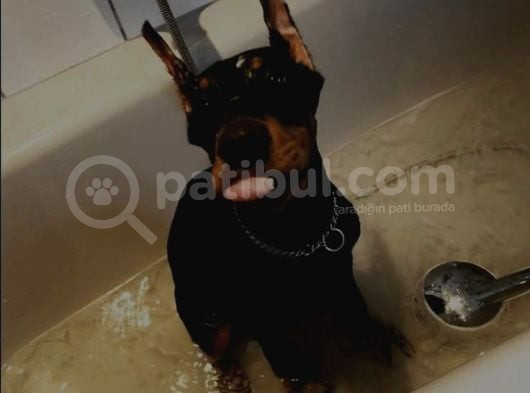 Düşmanlara Saf Sıkıntı Veren Doberman Yavruları görsel