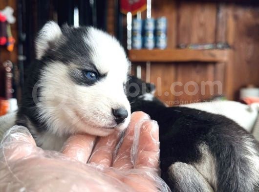 En İyi̇si̇ni̇ Arayana Husky Yavrularimiz görsel