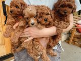 Evinizin Neşesi Toy Poodle Yavrular