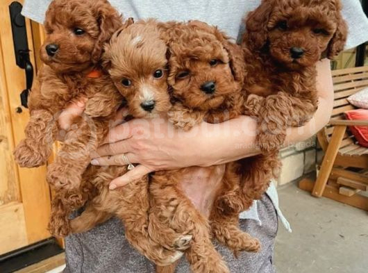 Evinizin Neşesi Toy Poodle Yavrular görsel