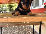 Rottweiler Yavrular Isteyene Özel Macar