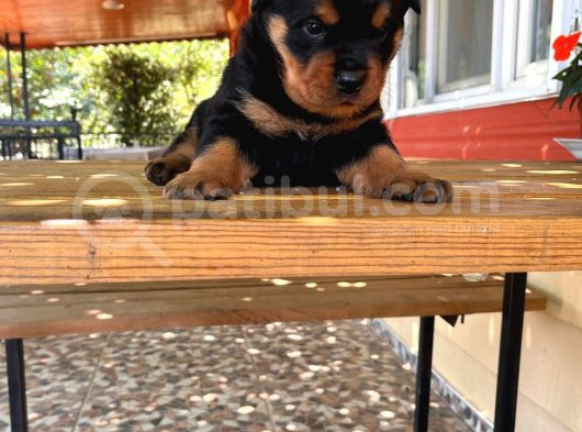 Rottweiler Yavrular Isteyene Özel Macar görsel