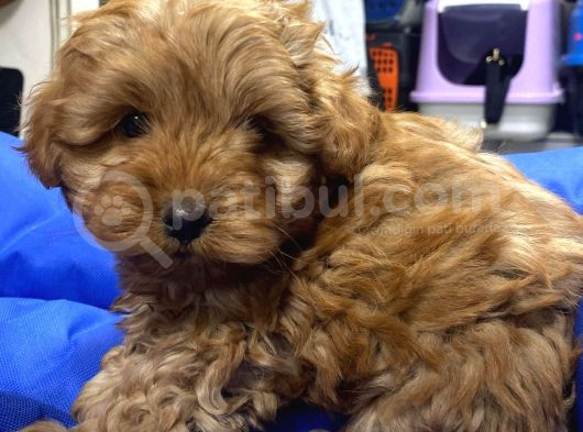 Red Braw Kıpkırmızı Ev Üretimi Tooy Poodle görsel