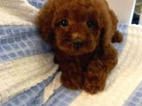Evinizin Neşesi Toy Poodle Yavrular