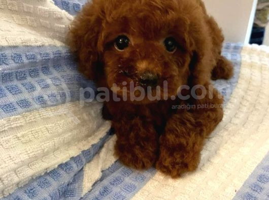 Evinizin Neşesi Toy Poodle Yavrular görsel