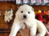 Kar Beyazi Samoyed