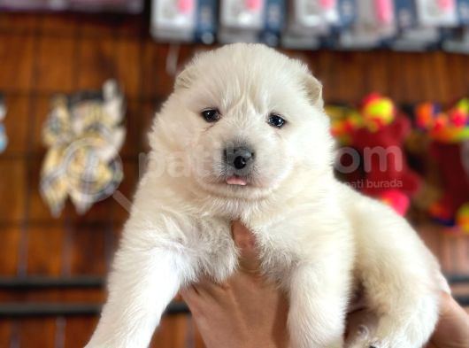 Kar Beyazi Samoyed görsel