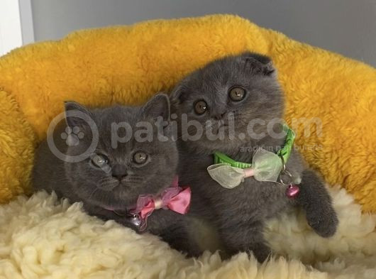 Top Kafalı Blue Scotısh Brıtısh Yavruslrım görsel