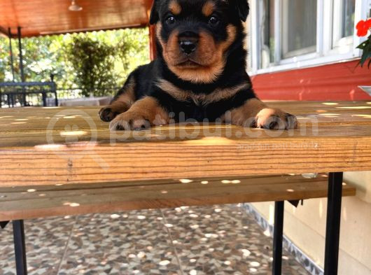 Rottweiler Yavrular Isteyene Özel Macar görsel