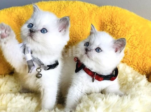 Kalite Sevenlere Özel Bluepoınt Brıtısh Shorthair görsel